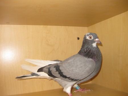 hawkeye pigeon management system